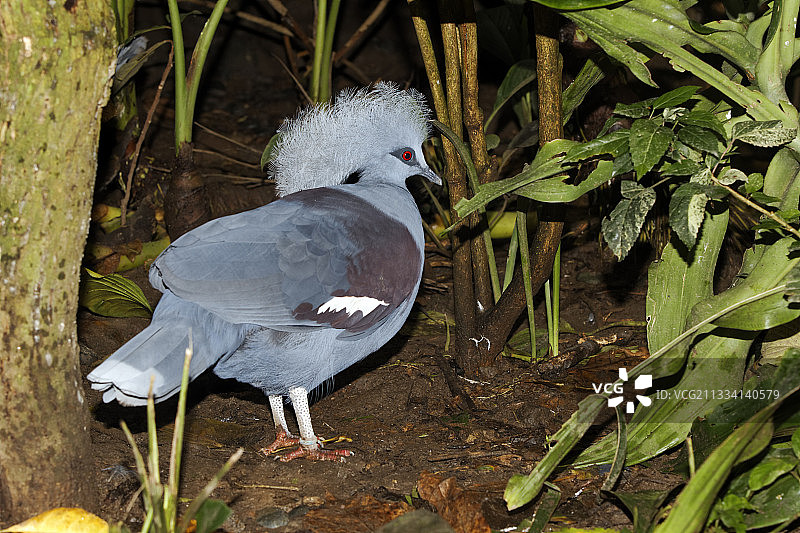 冕鸽（印尼）图片素材