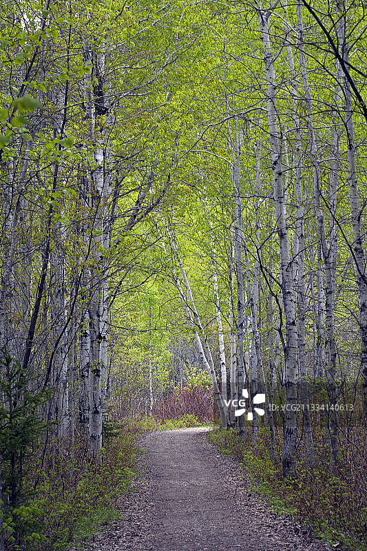 美国和加拿大的颤杨和桦树图片素材