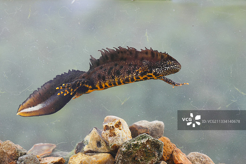 春天游泳的雄性北冠蝾螈 - GB图片素材