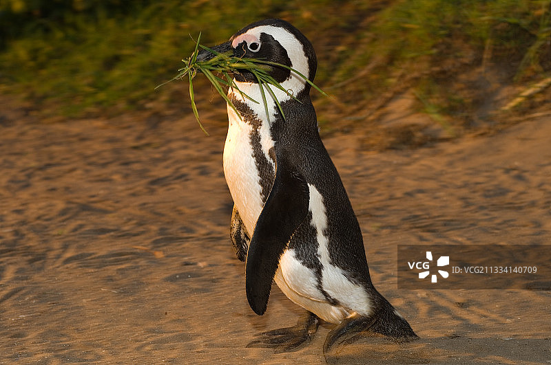南非企鹅图片素材