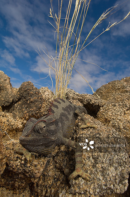 岩石上的瓣颈变色龙-纳米比亚图片素材