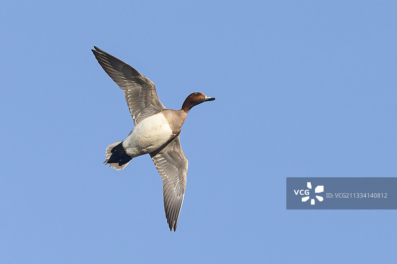 冬季飞行中的雄性葡萄牙鸭 - 英国图片素材