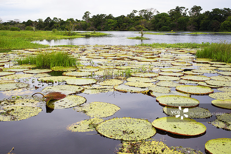 内格罗河支流上的巨型睡莲 - 巴西亚马逊图片素材