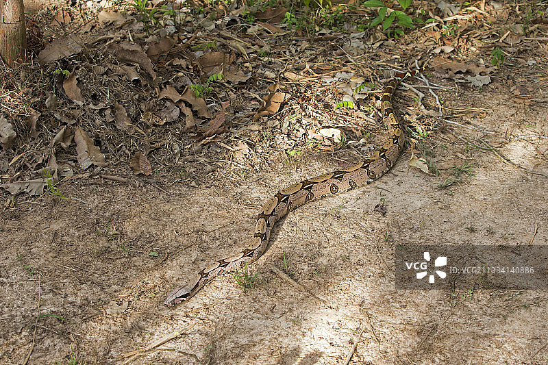 亚马逊盆地的蟒蛇图片素材