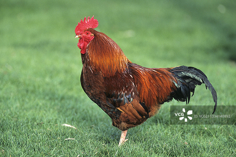 马兰公鸡图片素材