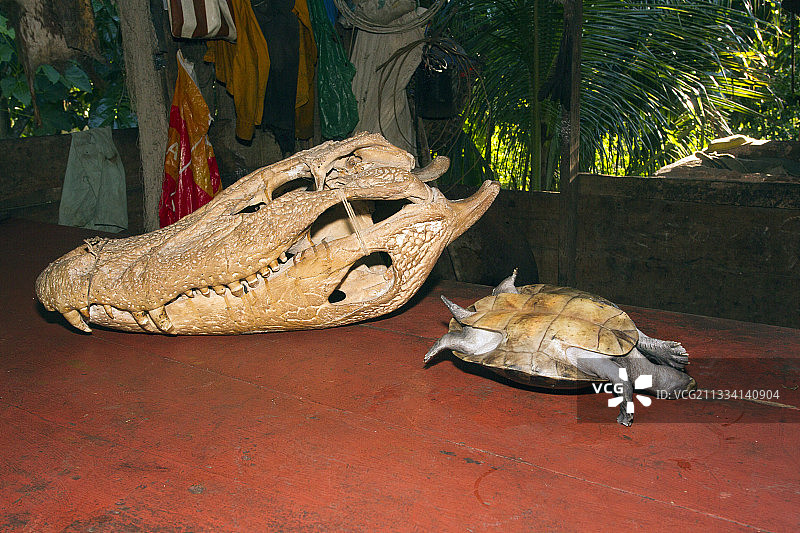 巴西亚马逊黑凯门鳄与亚马逊龟的头骨图片素材