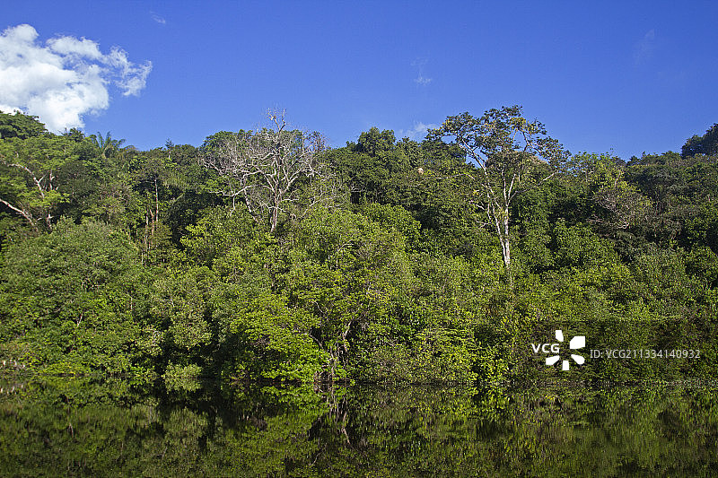内格罗河-巴西亚马逊被洪水淹没的森林图片素材