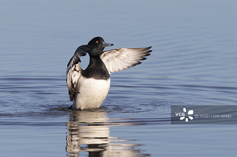 雄性凤头潜鸭在冬季的水面上拍打翅膀 - 英国图片素材