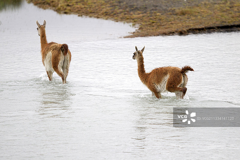 穿越河流的Guanacos - 托雷斯 del Paine 智利图片素材