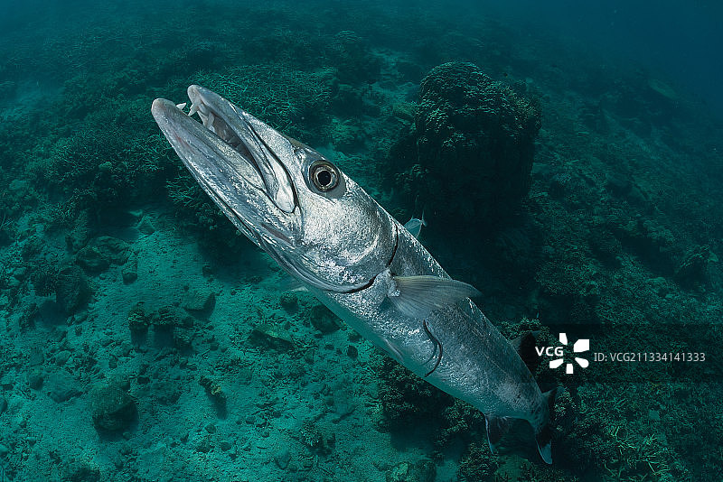 斐济珊瑚礁上方大梭鱼肖像图片素材
