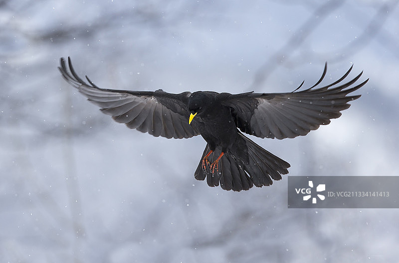 冬季在瑞士飞行的黄嘴山鸦图片素材
