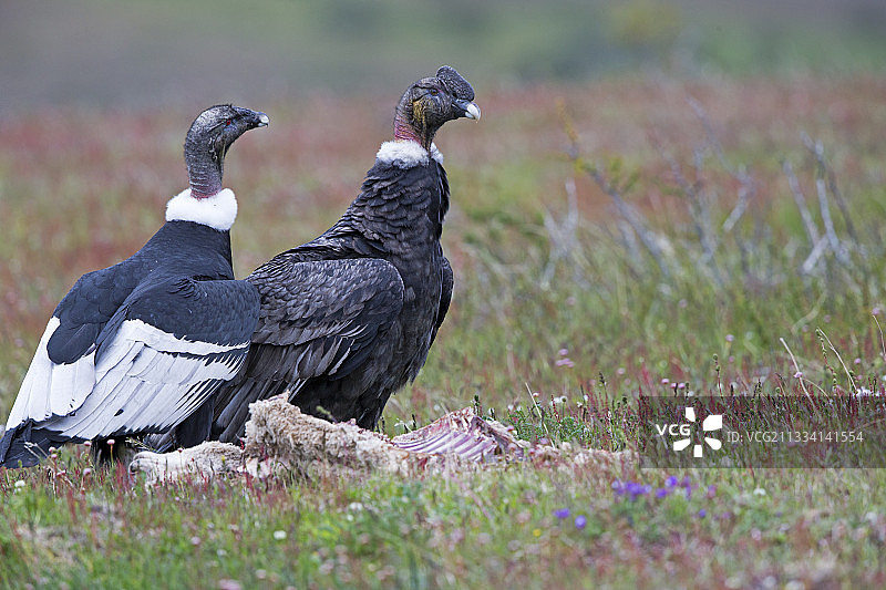 安第斯秃鹰在尸体上 - 智利百内国家公园图片素材