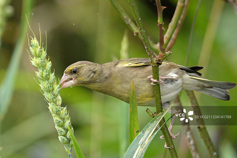 正在吃玉米穗的苍头燕雀-苏格兰斯凯岛，英国图片素材