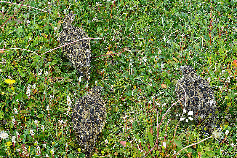 草地上的岩雷鸟幼鸟 - 冰岛洪strandir图片素材