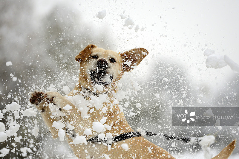 拉布拉多犬接雪球 - 法国图片素材