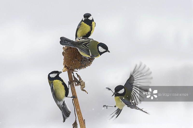 保加利亚向日葵上的大山雀图片素材