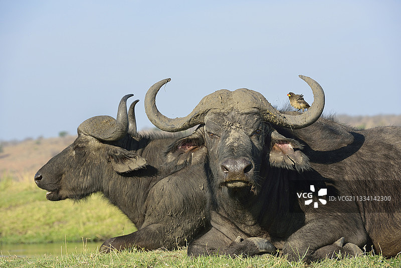 博茨瓦纳乔贝，躺在平原上的非洲水牛图片素材