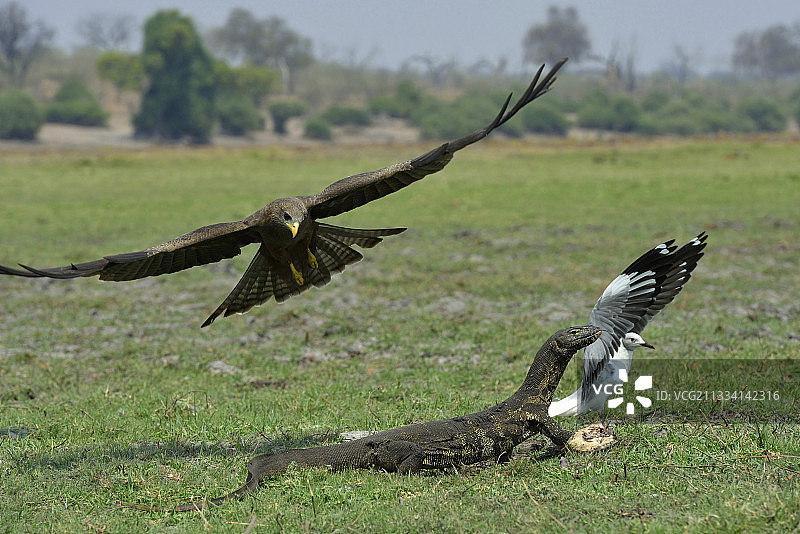 尼罗河巨蜥防御鸥和鸢的掠食图片素材