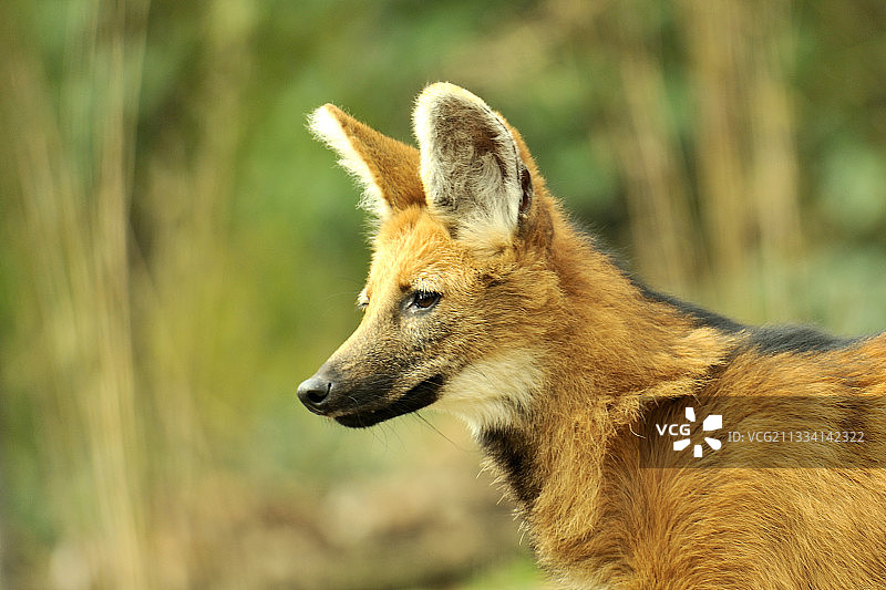 鬃狼雌性肖像图片素材