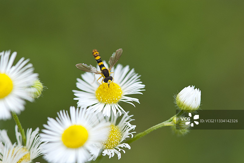 悬停在雏菊花上的食蚜蝇 - 斯洛文尼亚图片素材
