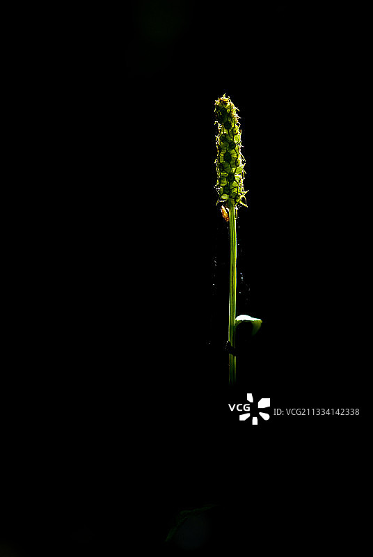 黑色背景下的尖瓣花-勃艮第法国图片素材