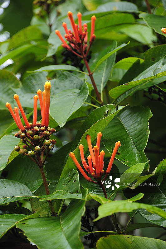 法属圭亚那盛开的 Isertia coccinea 花朵图片素材