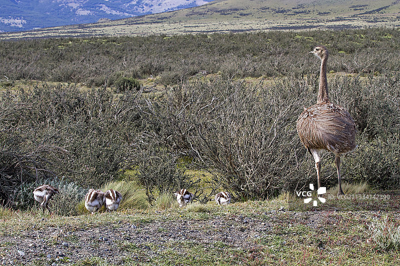 大美洲鸵雄性和幼崽 - 智利百内国家公园图片素材