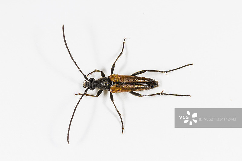 白色背景上的天牛图片素材