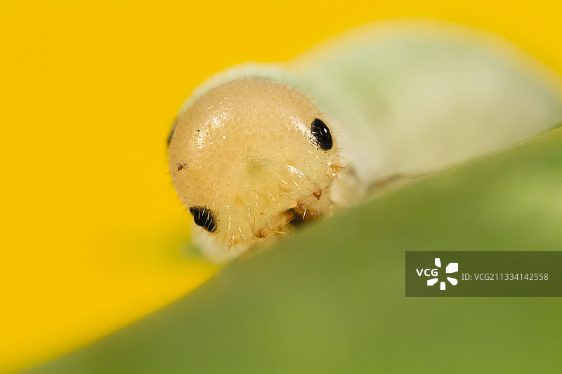 叶子上的叶蜂幼虫图片素材