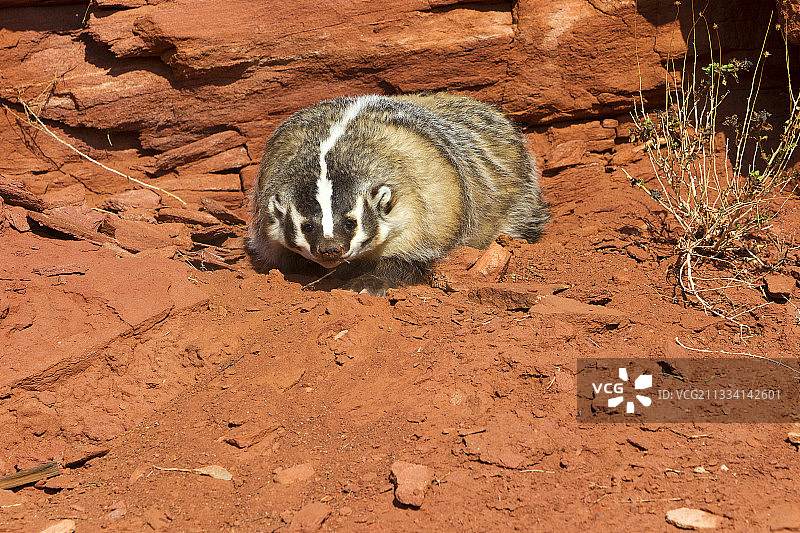 美国犹他州岩石前的美洲獾图片素材