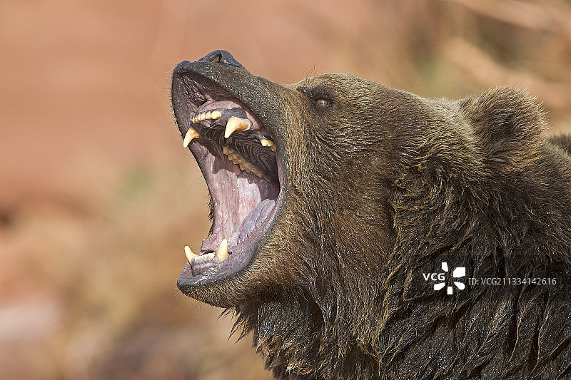 犹他州灰熊的吼叫肖像图片素材