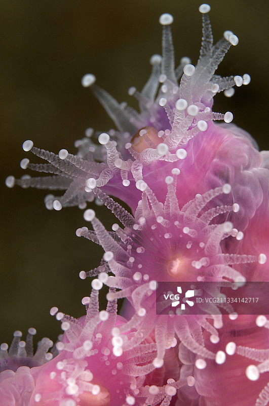 宝石海葵 - 新西兰可怜骑士群岛图片素材