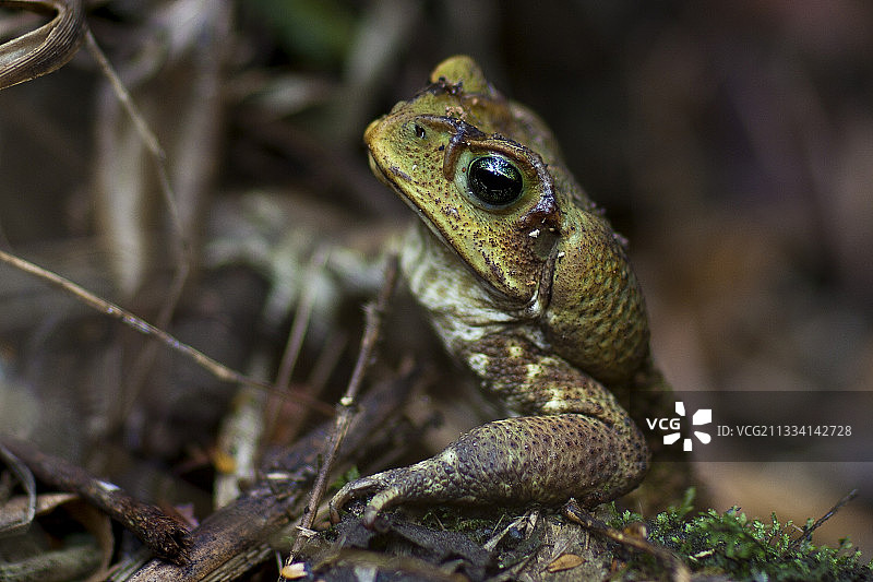 海蟾蜍图片素材
