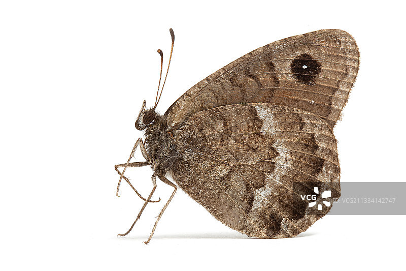 黑色萨提尔图片素材