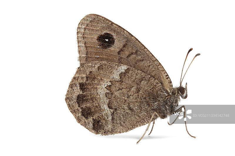 黑色萨提尔图片素材