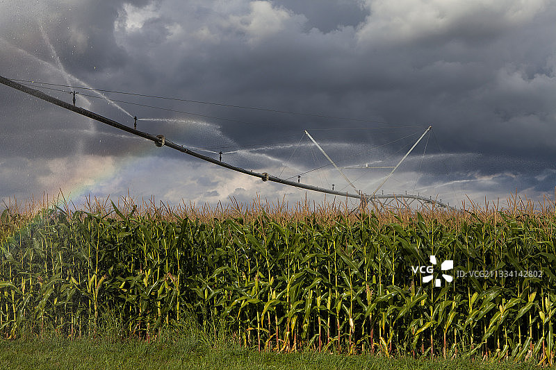 阿尔萨斯的玉米图片素材