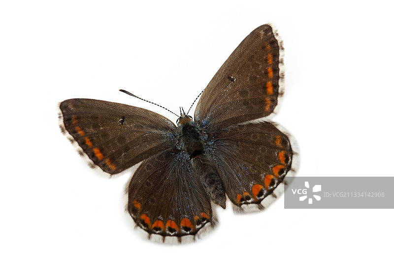 阿多尼斯蓝蝶图片素材