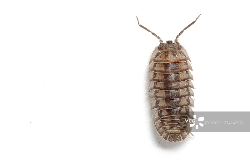 普通条纹鼠妇图片素材