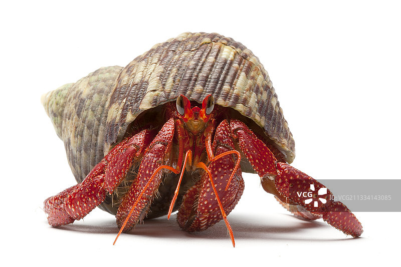 寄居蟹图片素材