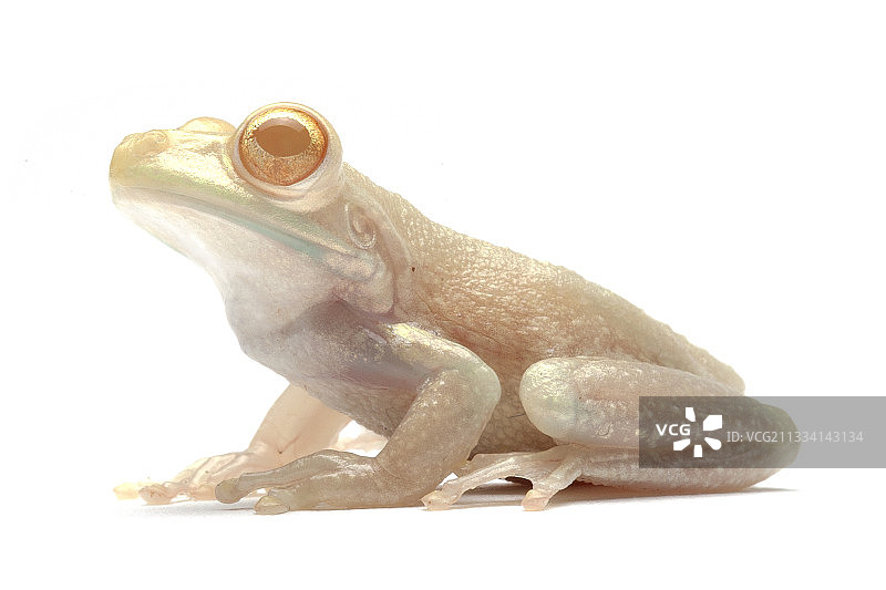 古巴树蛙图片素材