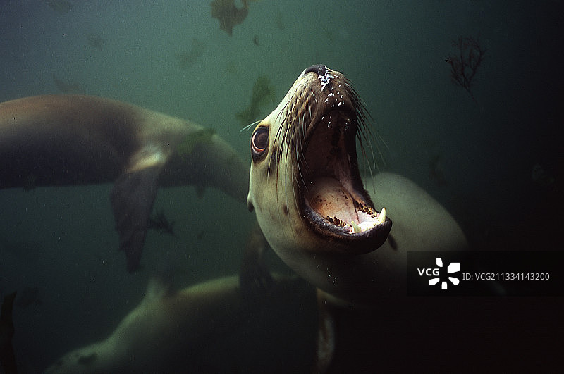 坎贝尔岛新西兰水下胡克海狮图片素材