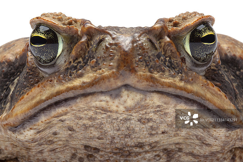 原产于中美洲和南美洲图片素材