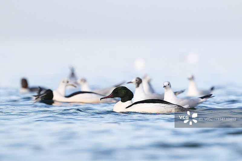 黑头海鸥与秋沙鸭一同嬉戏图片素材