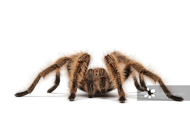 智利红玫瑰蛛白色背景图片素材