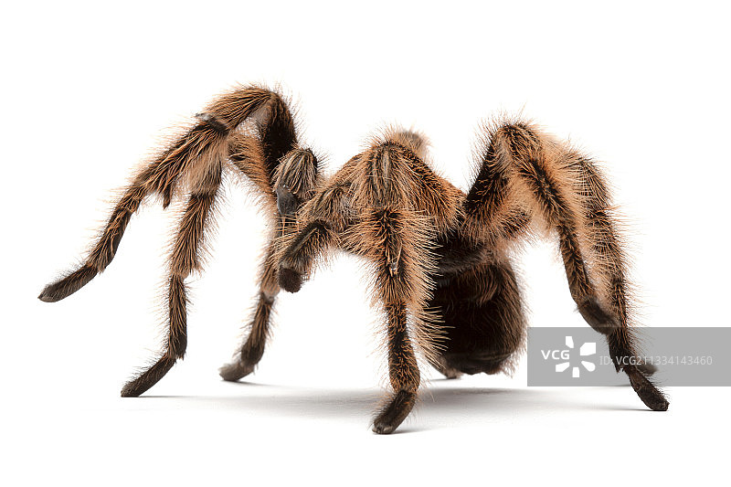 智利红玫瑰蛛白色背景图片素材