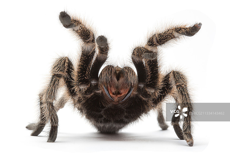 智利红玫瑰蛛白色背景图片素材