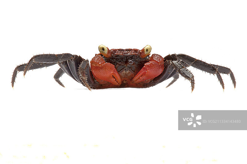 东南亚原生物种图片素材