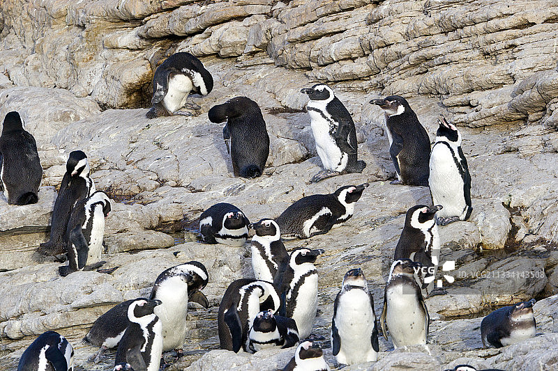 非洲企鹅在岸边-南非图片素材