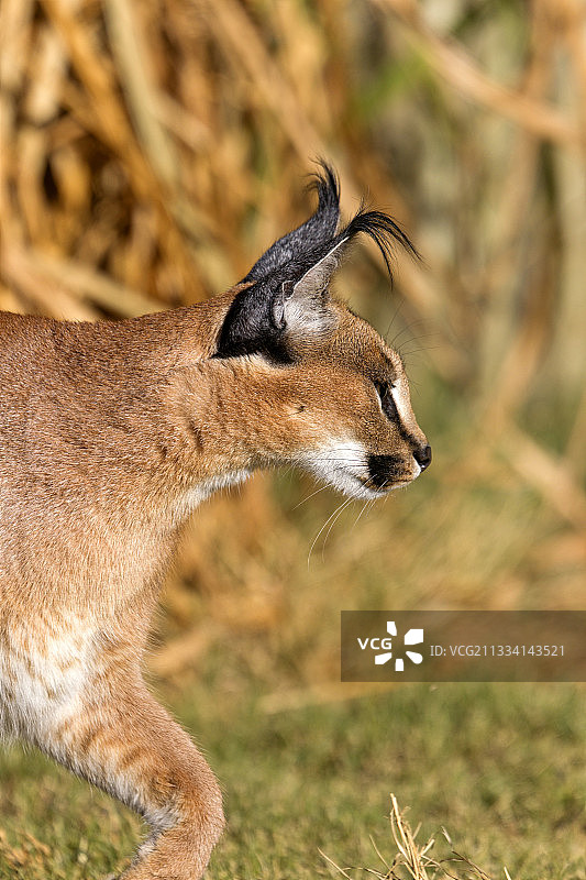 行走中的狞猫——南非布隆方丹图片素材