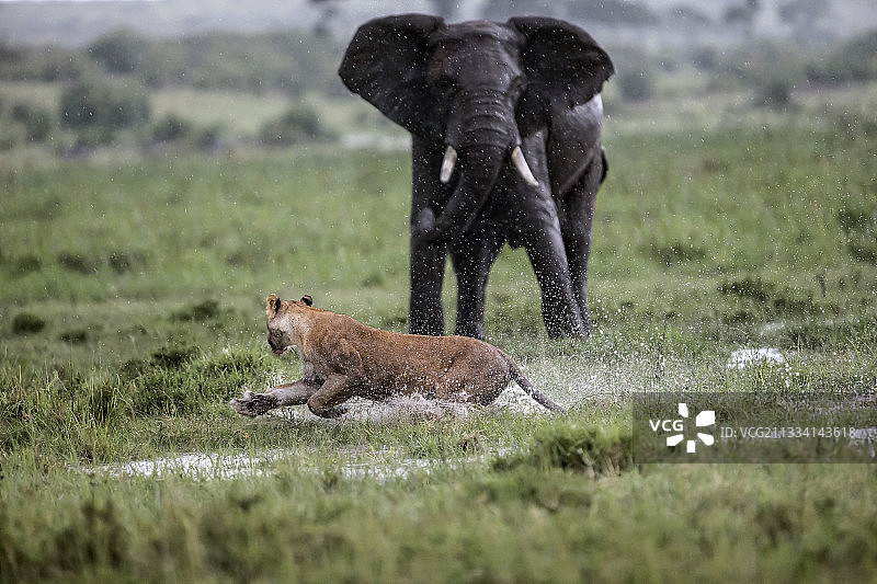 非洲象前奔跑的狮子 - 东非图片素材